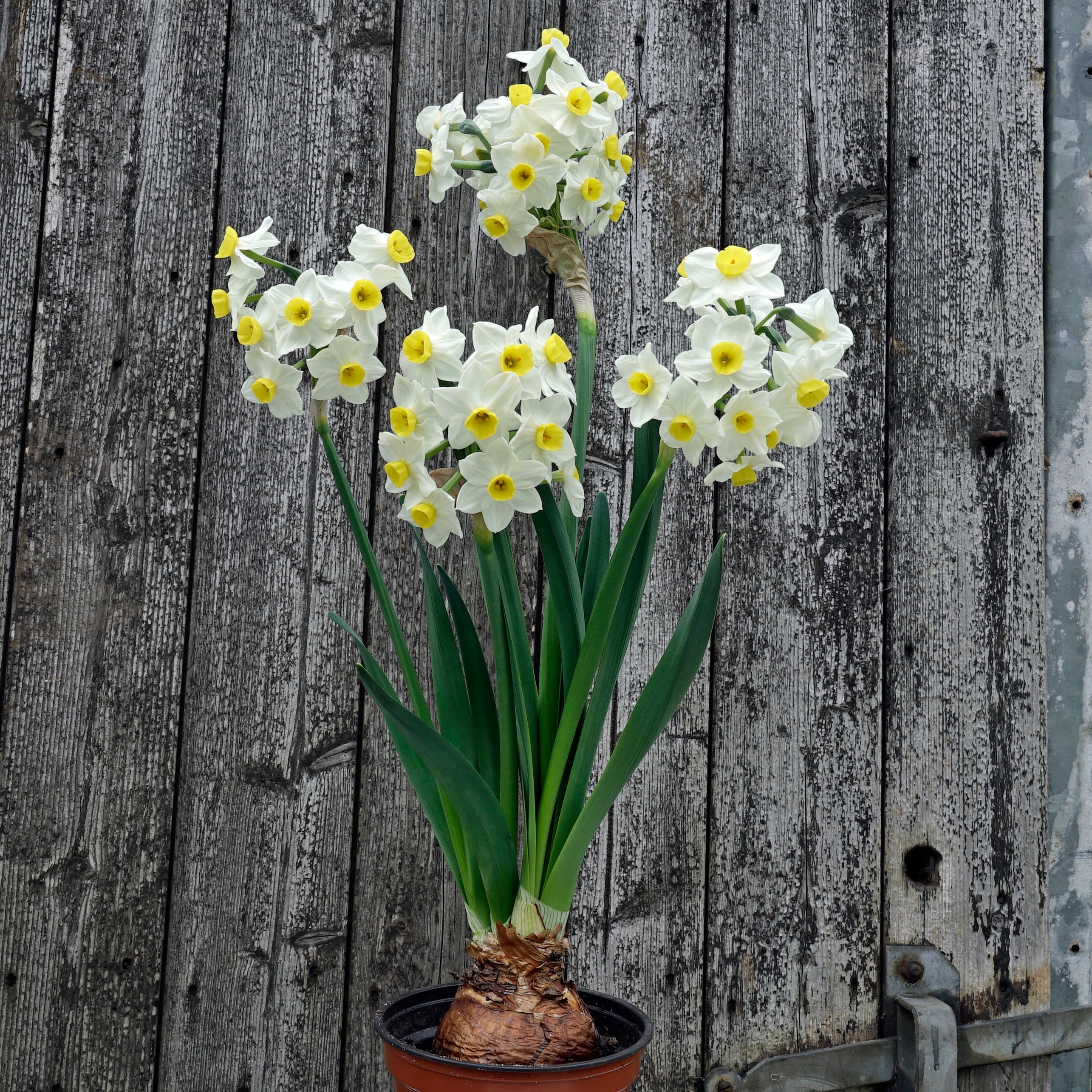 Grand Monarch - Special Narcissus - Fluwel