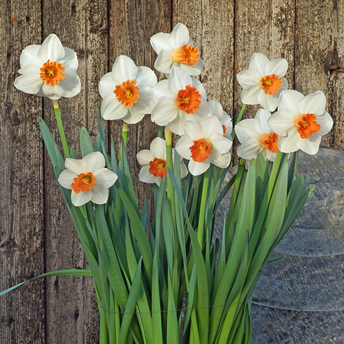 Great Joy - Large-cupped narcis - Fluwel