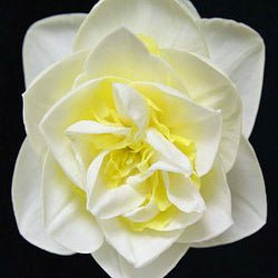 Greek Surprise - Double narcis - Fluwel