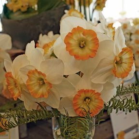 Happy Smiles - Narcissus - Fluwel
