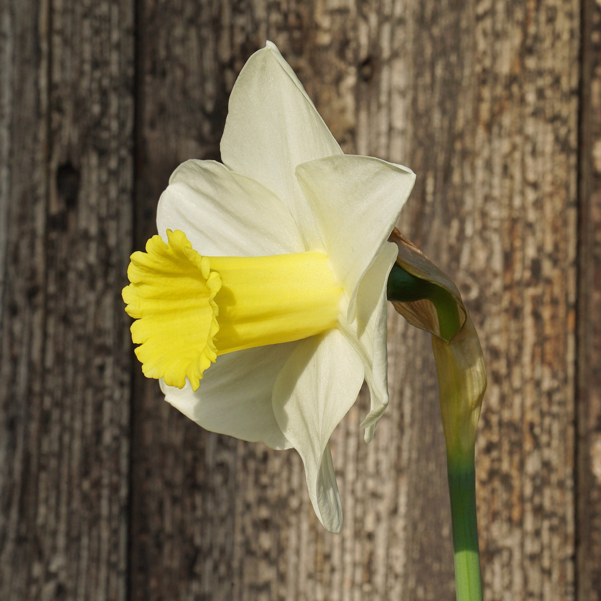 Hard to Beat - wit-gele Large-cupped narcis - Fluwel