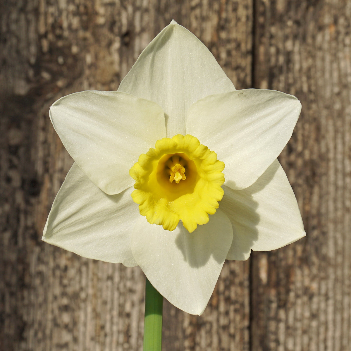 Hard to Beat - wit-gele Large-cupped narcis - Fluwel