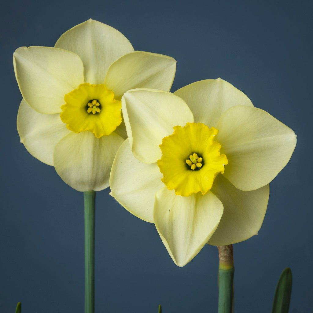 Hollowbridge - Special Narcissus - Fluwel