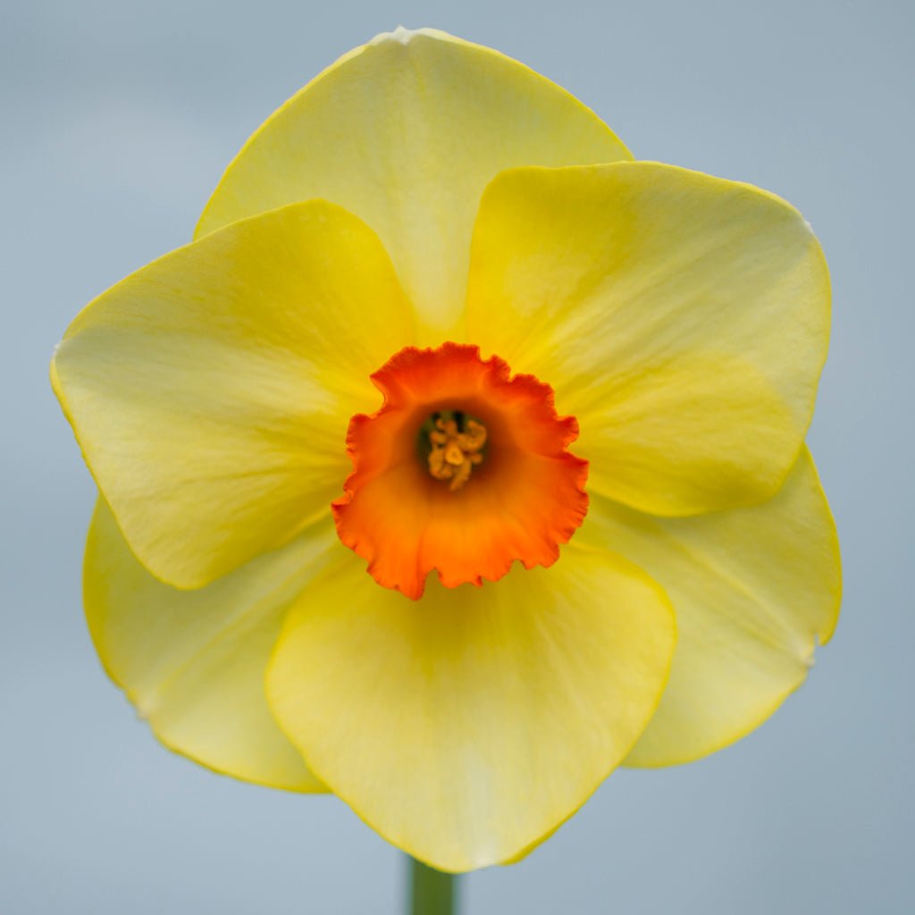 Hot Choice - Special Narcissus - Fluwel