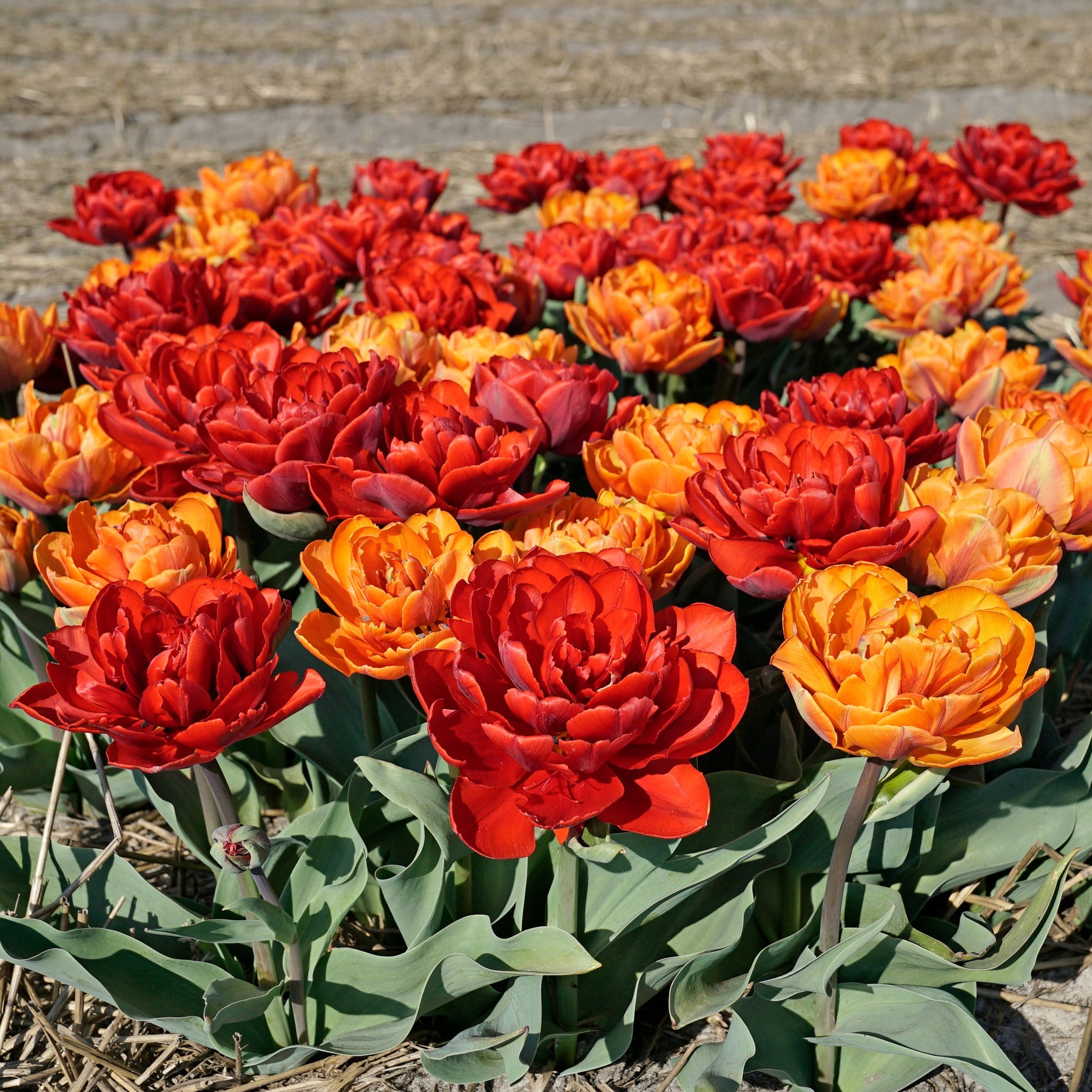 Hot Item - Mixes - Fluwel