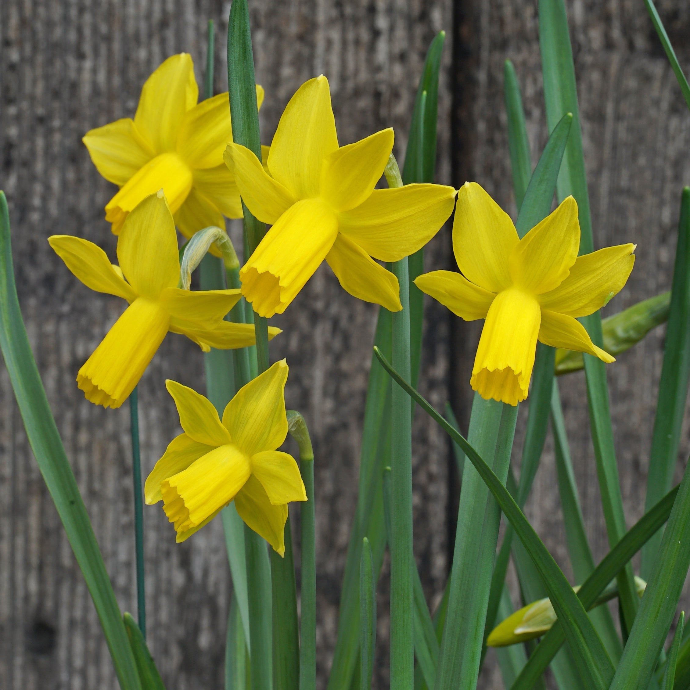 Hummingbird - Special Narcissus - Fluwel