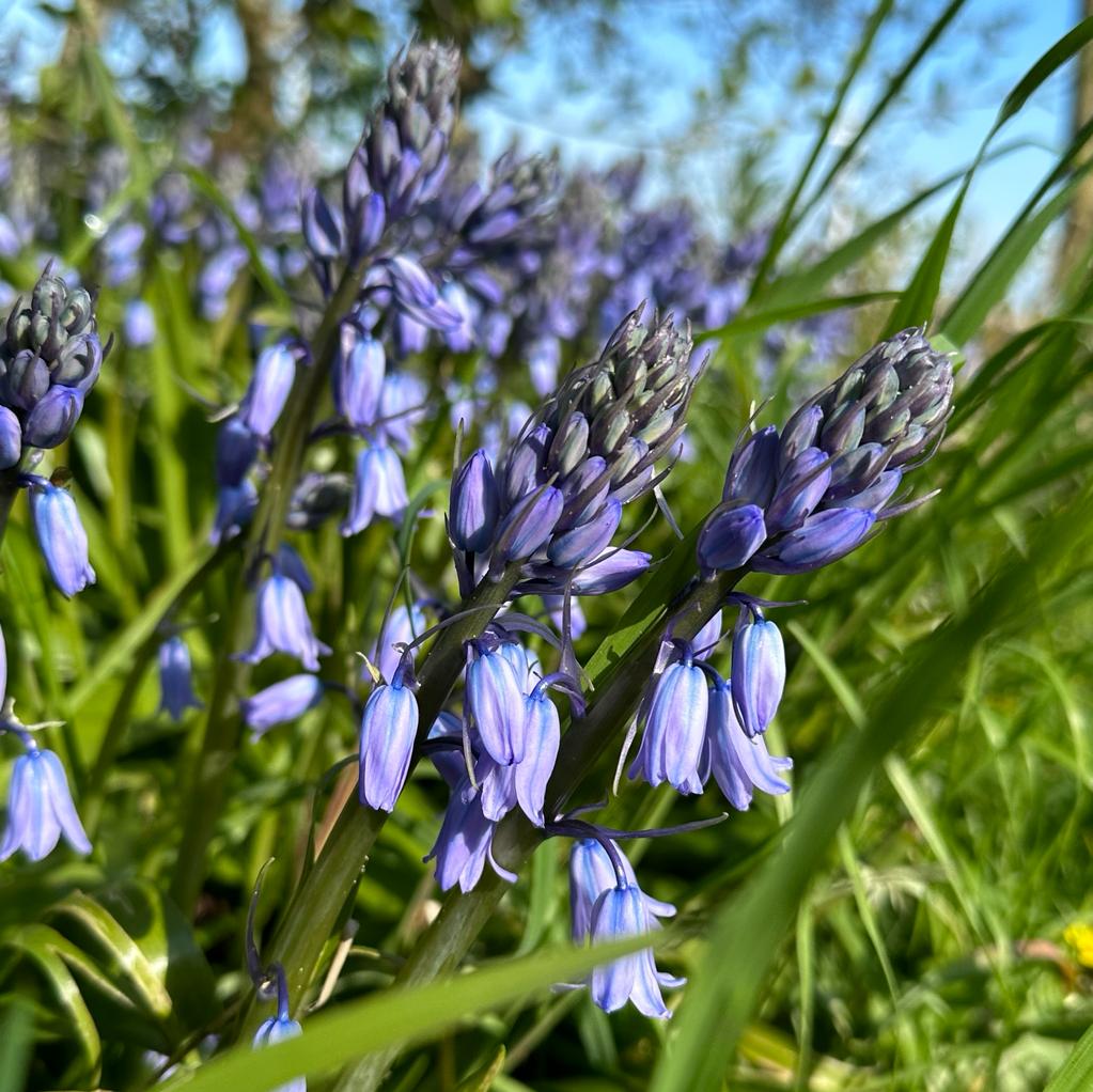 Hyacinthoides hispanica Excelsior - Spring specialty bulbs - Fluwel