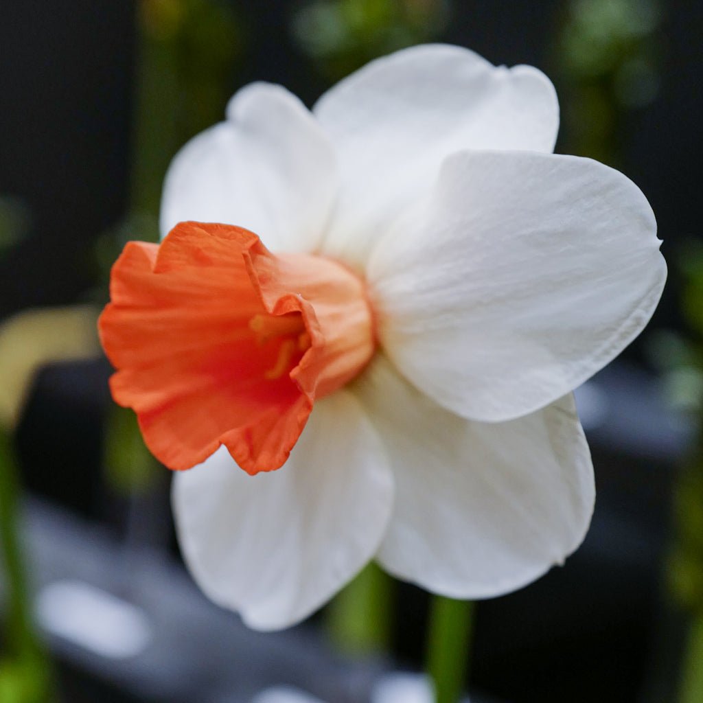 Hyperbole - wit-oranje-rode Large-cupped narcis - Fluwel