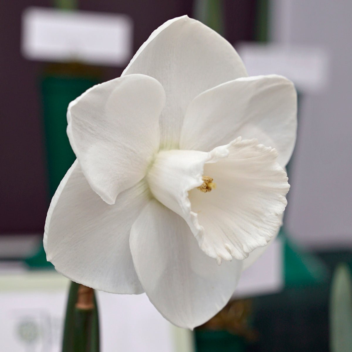 I Love You - witte Large-cupped narcis - Fluwel