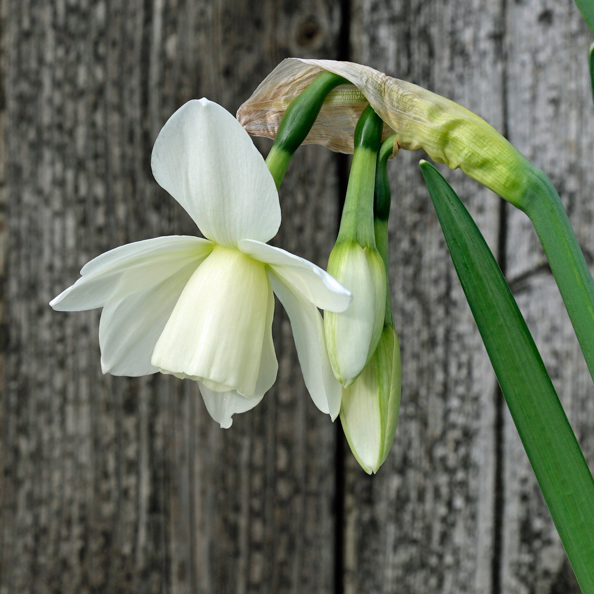 Ice Wings - Special Narcissus - Fluwel