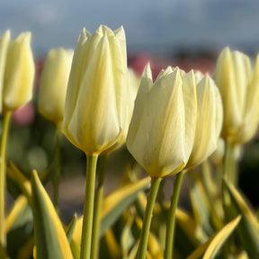Purissima Blonde