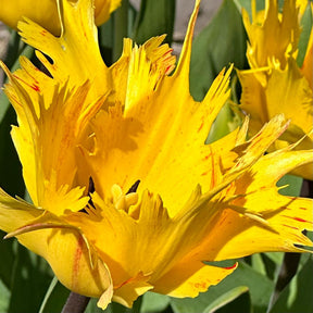 Golden Leo