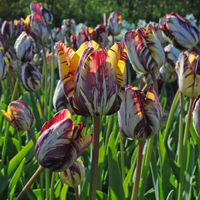 Insulinde - Tulips - Fluwel