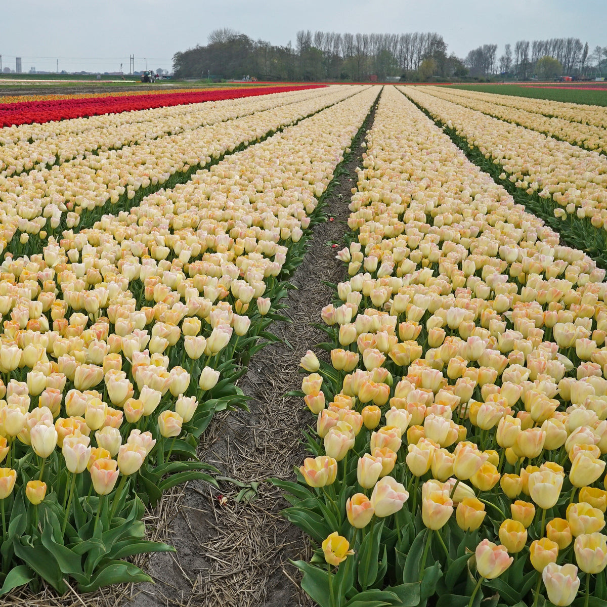 Jade Maiden - Tulips - Fluwel