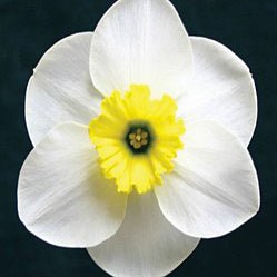 Jammin - Special Narcissus - Fluwel