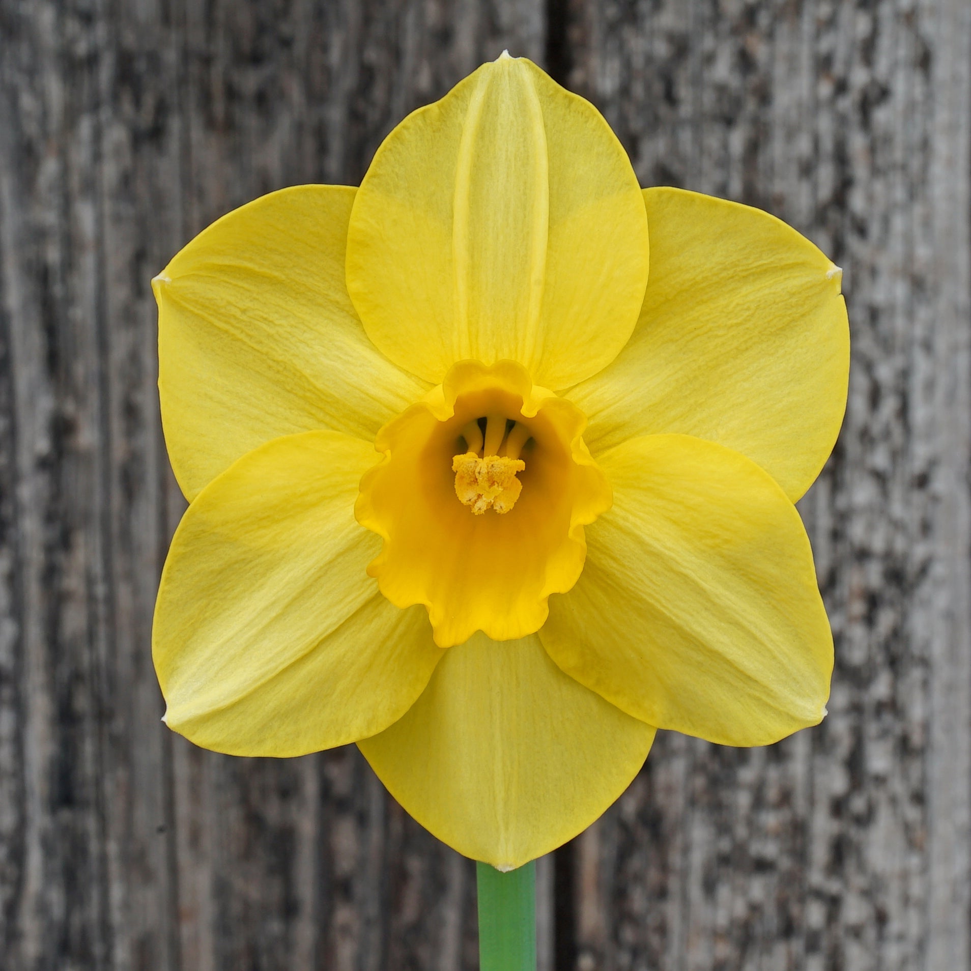 Janet's Gold - gele Large-cupped narcis - Fluwel