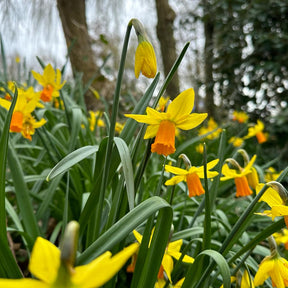 Jetfire - Narcissus - Fluwel