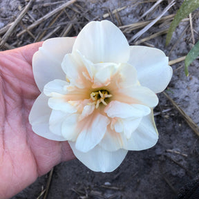Jodi - Special Narcissus - Fluwel