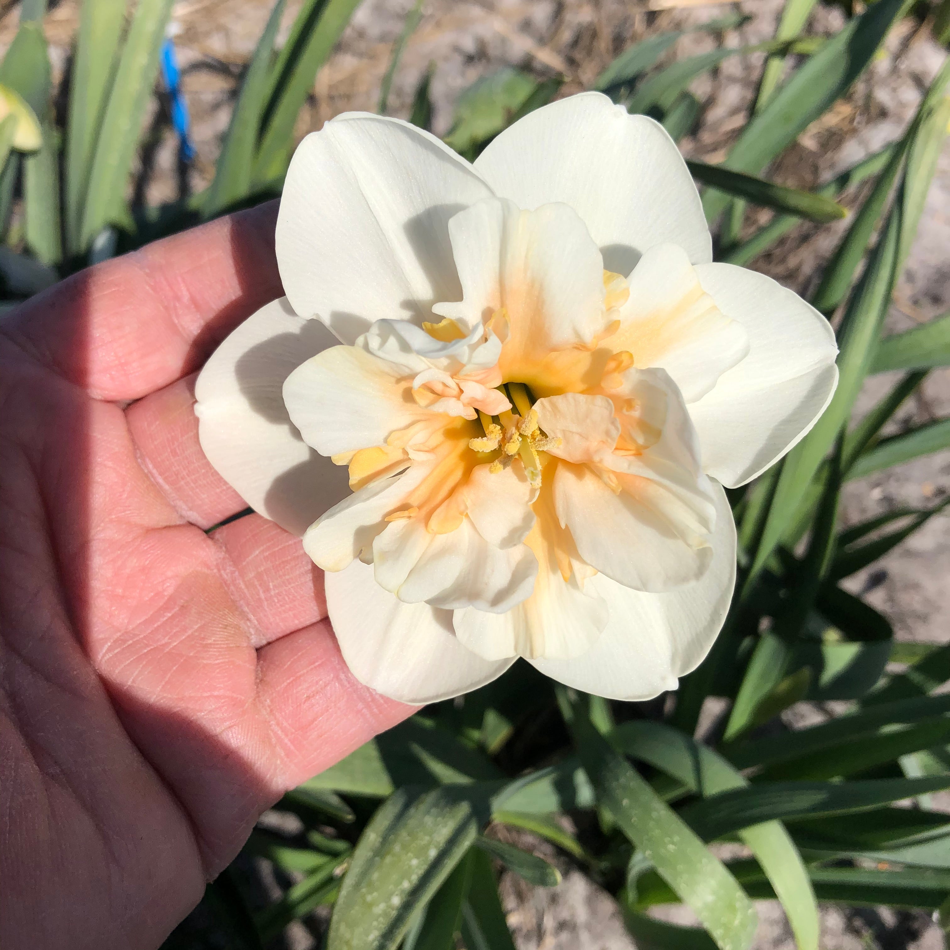 Jodi - Split-cupped narcis - Fluwel