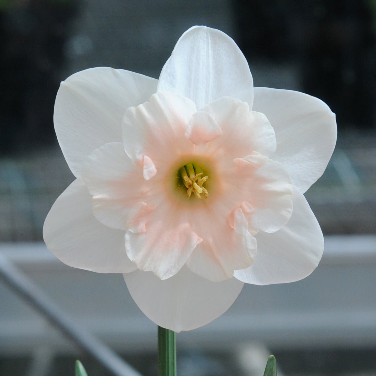 Jodi - Split-cupped narcis - Fluwel