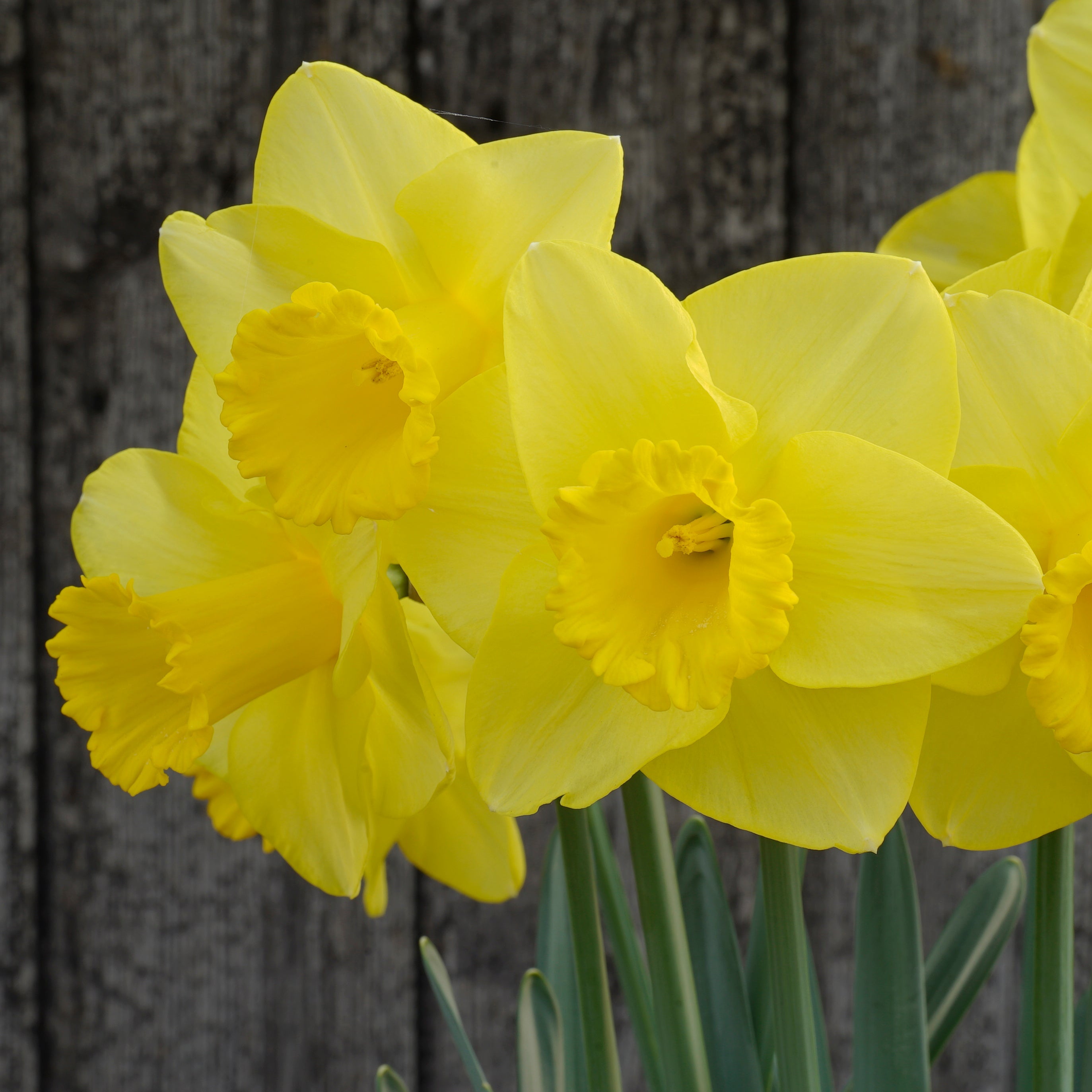 Jump Start - Special Narcissus - Fluwel