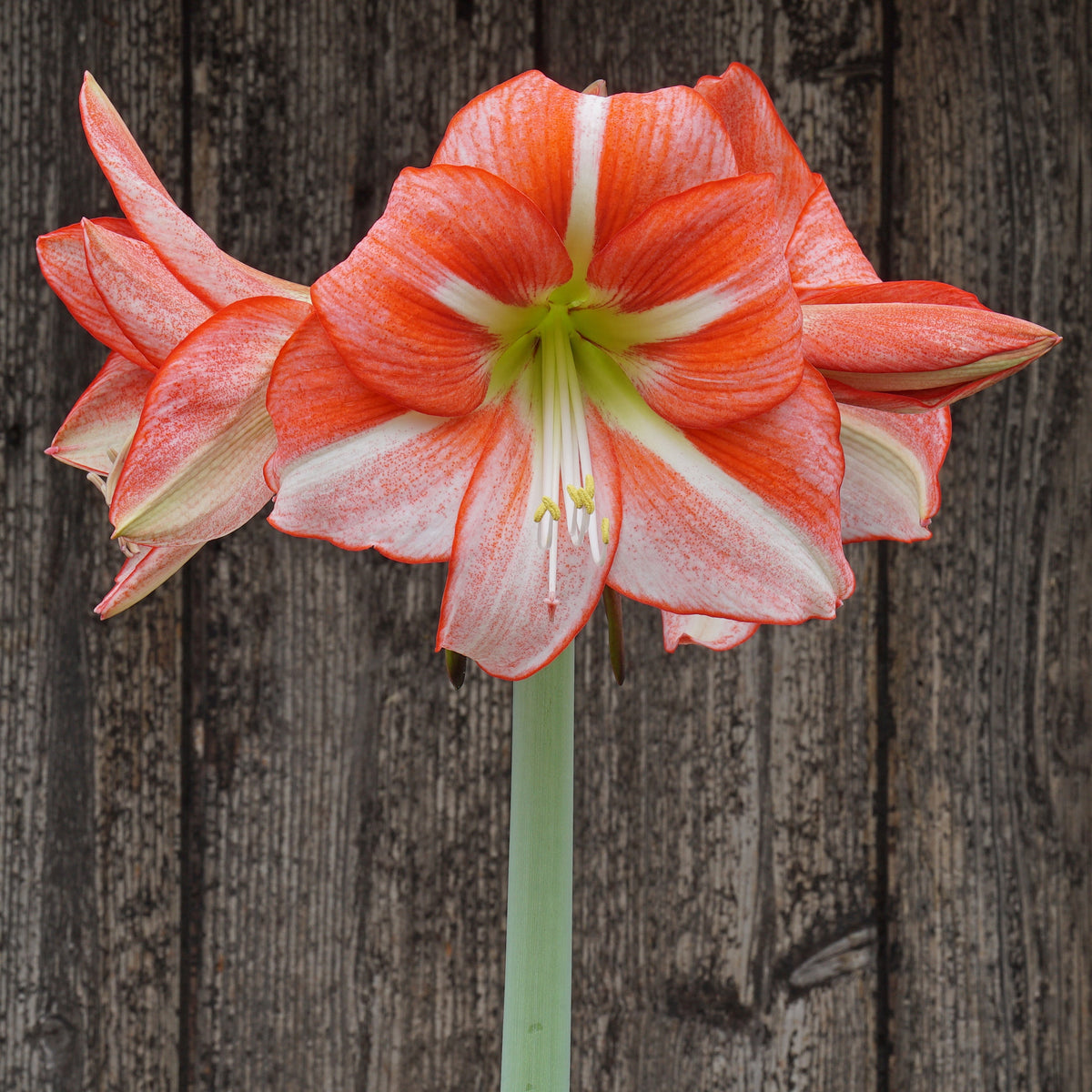 Just Smile - Special Amaryllis - Fluwel