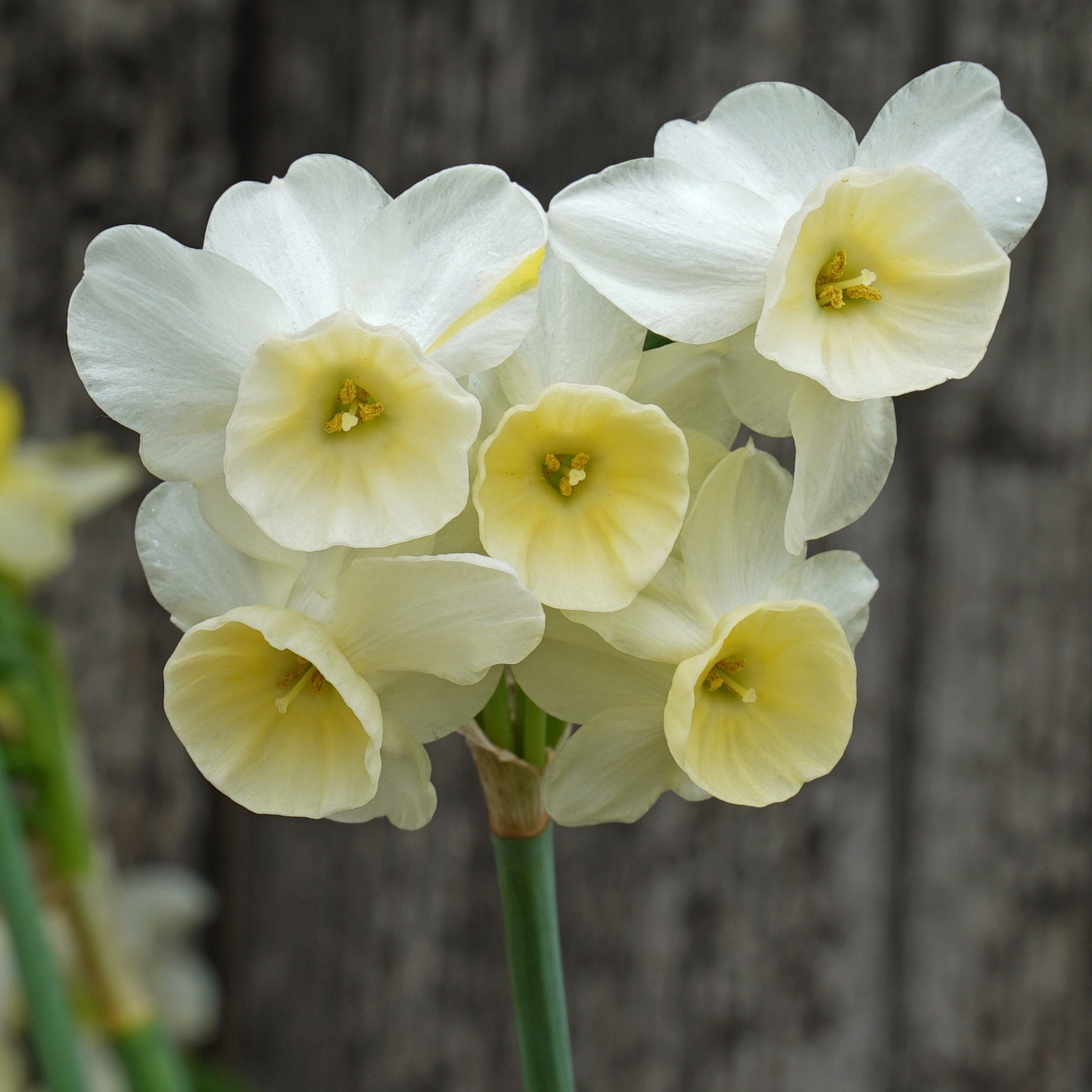 KayKay - Special Narcissus - Fluwel