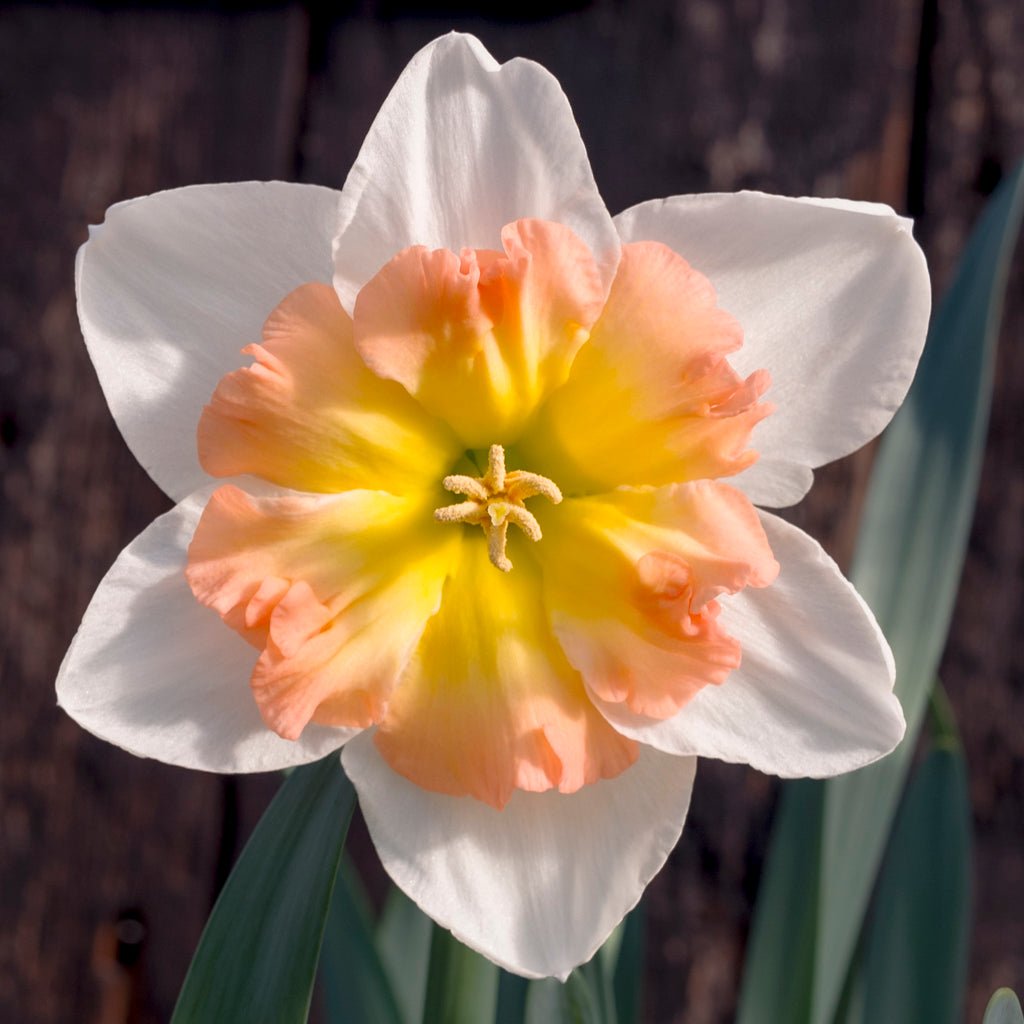 Lady B - Split-cupped narcis - Fluwel