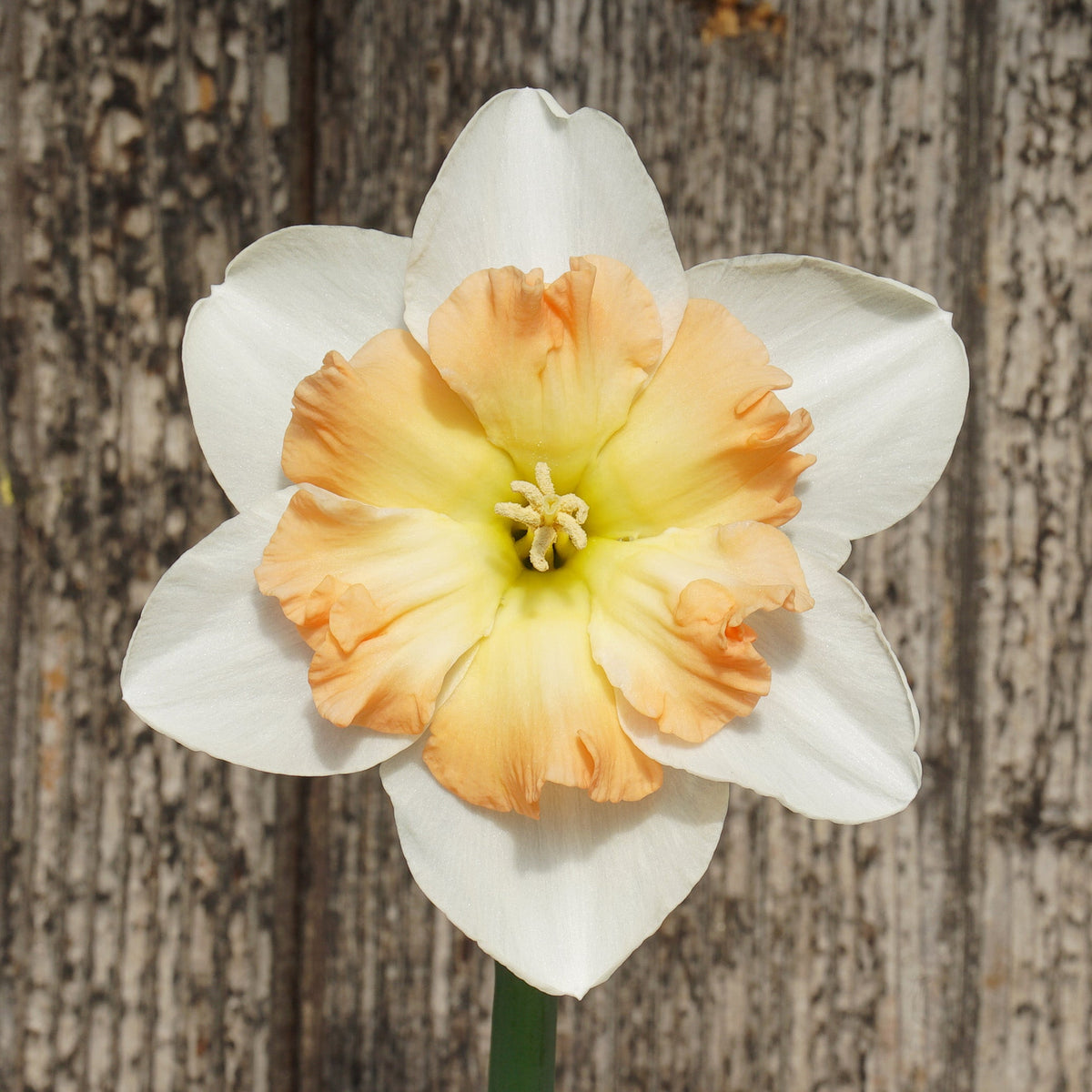Lady B - Split-cupped narcis - Fluwel