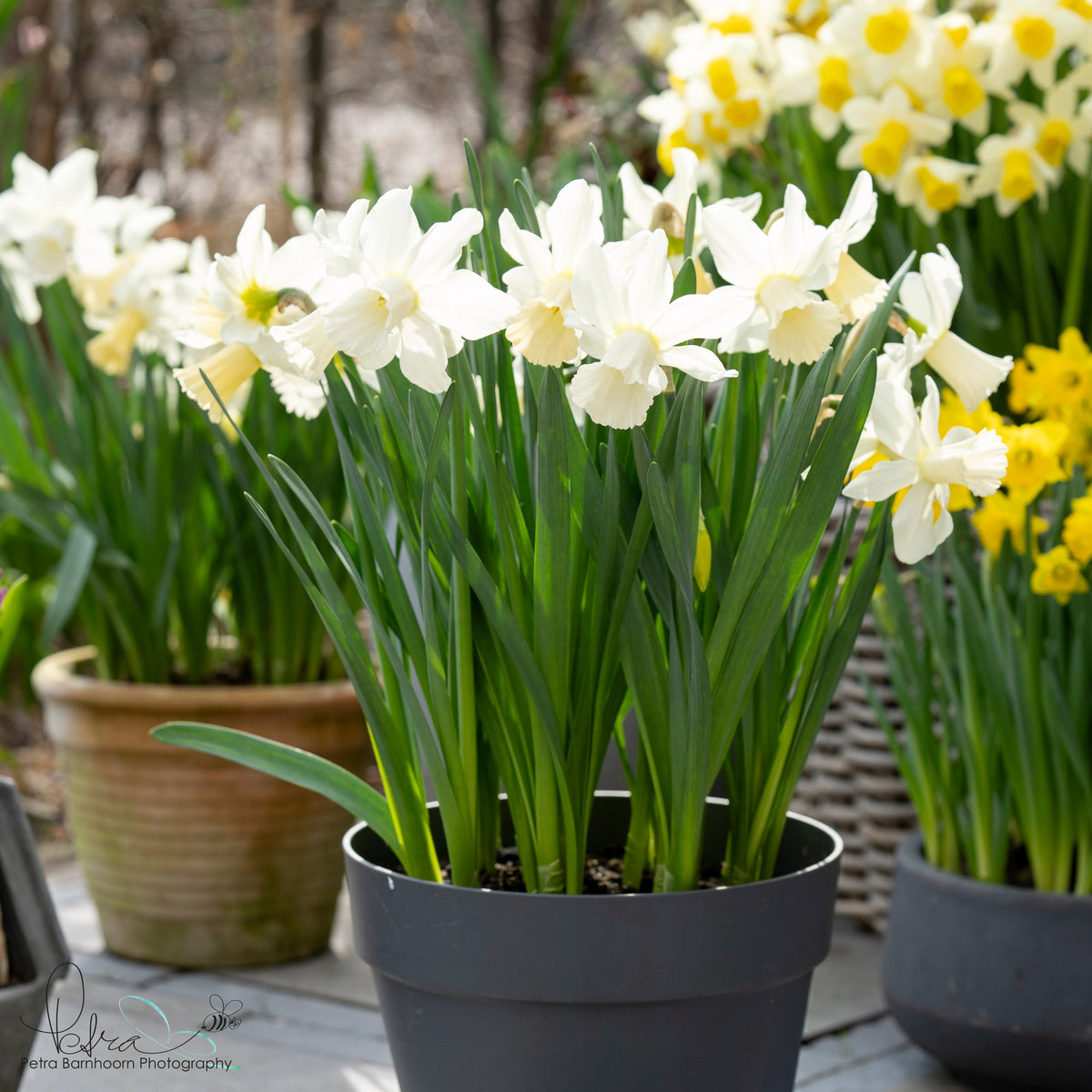 Lady Madonna - Narcissus - Fluwel