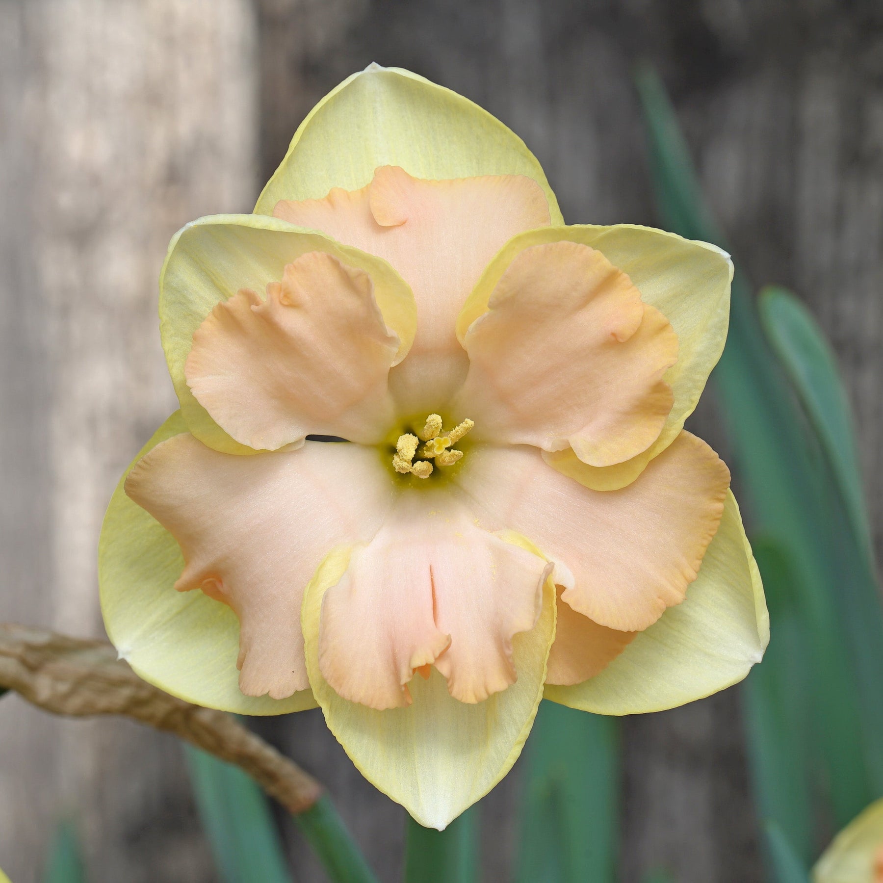 Leila - Special Narcissus - Fluwel