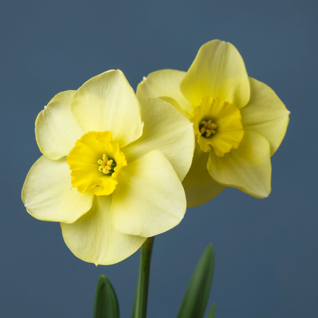 Lemon Choice - gele Small-cupped narcis - Fluwel