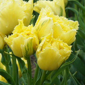 Lemon Shoot - Tulips - Fluwel