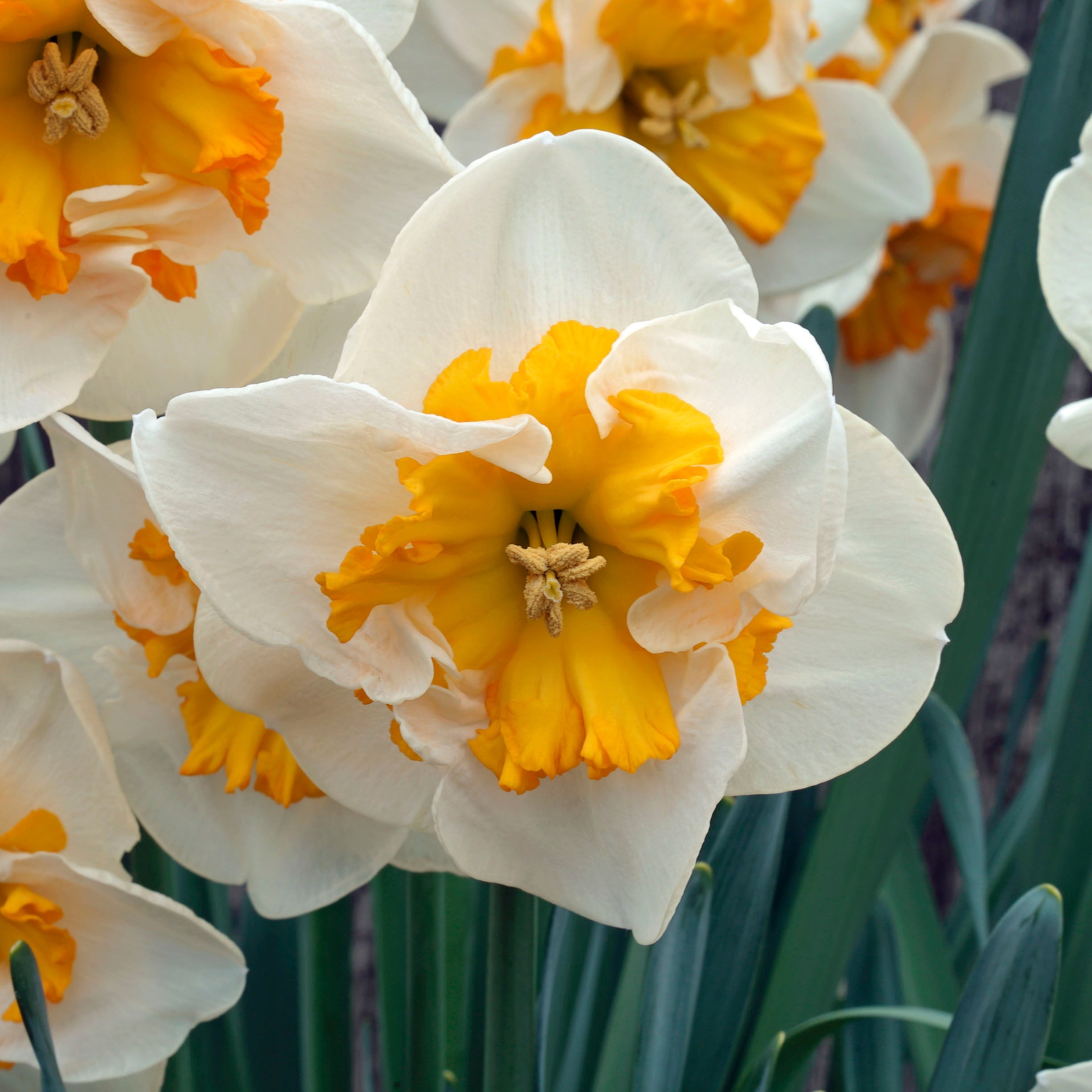 Let's Dance - Special Narcissus - Fluwel