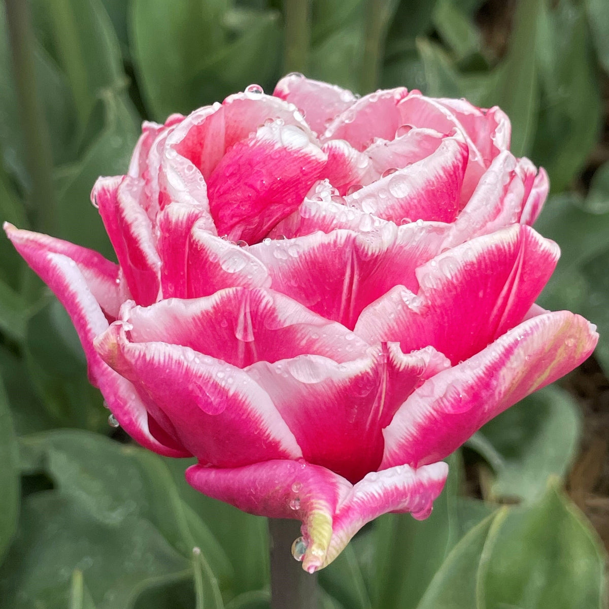 Let's Dance - Tulips - Fluwel