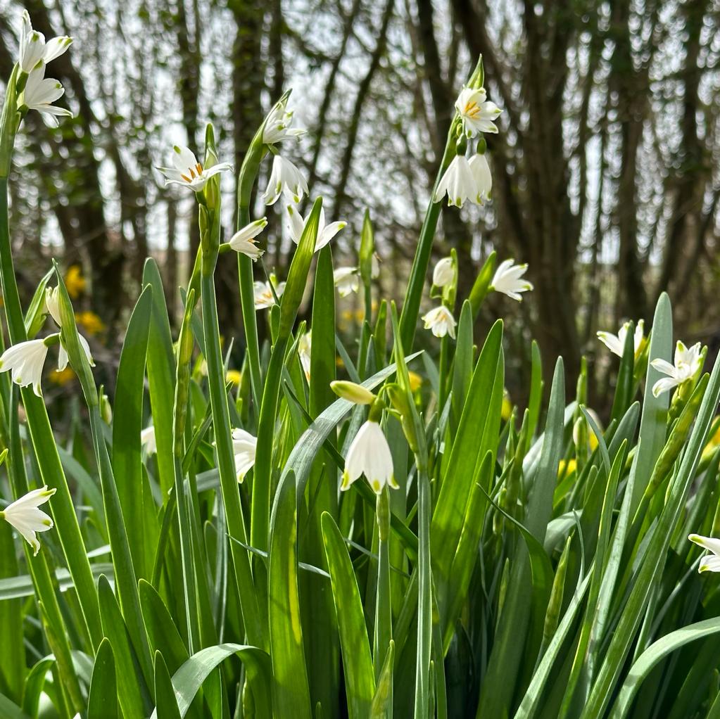 Leucojum aestivum Gravetye Giant - Spring specialty bulbs - Fluwel