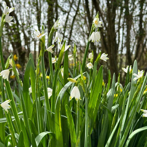 Leucojum aestivum Gravetye Giant - Spring specialty bulbs - Fluwel