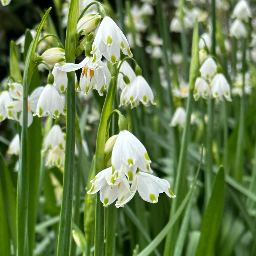 Leucojum aestivum Gravetye Giant - Spring specialty bulbs - Fluwel