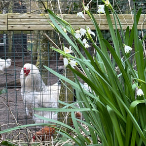 Leucojum aestivum Gravetye Giant - Spring specialty bulbs - Fluwel