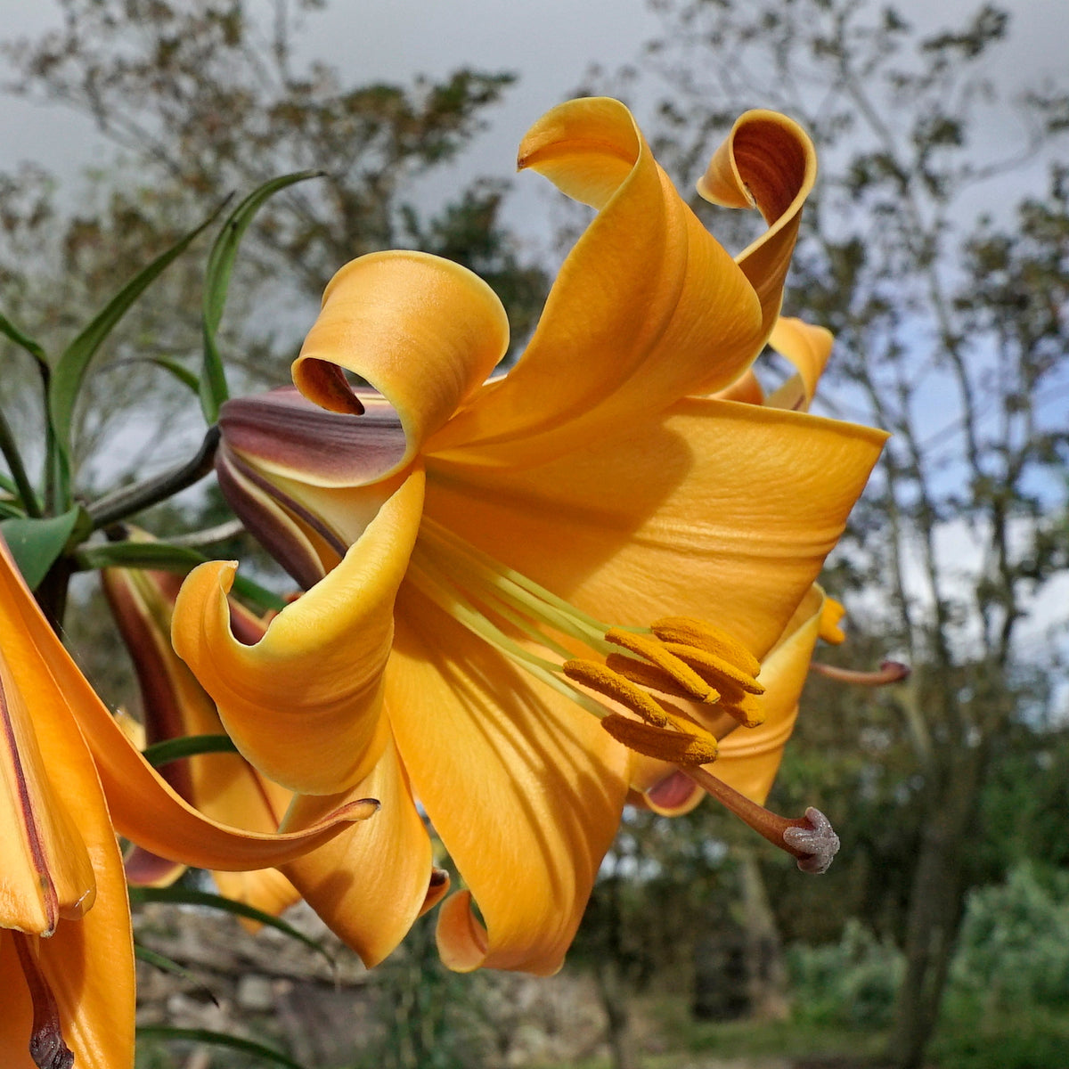 Lilium African Queen - oranje lelie - Fluwel