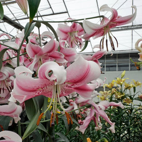 anastasia lily flower Buy Lilium 'Anastasia' bulbs