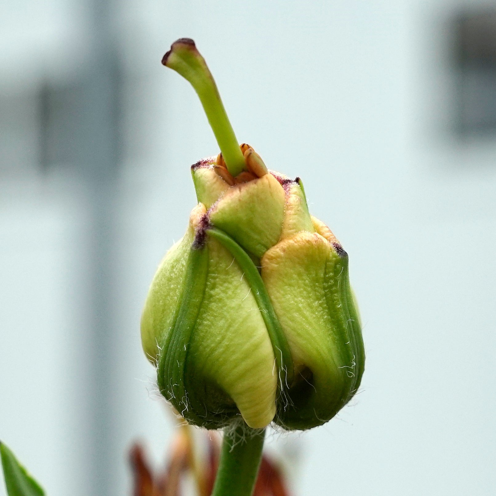 Lilium Apricot Fudge - Lilies - Fluwel