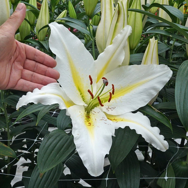 Lilies
