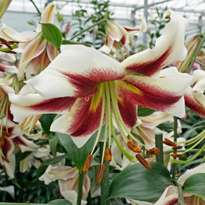 Lilium Beverly Dreams - Lilies - Fluwel