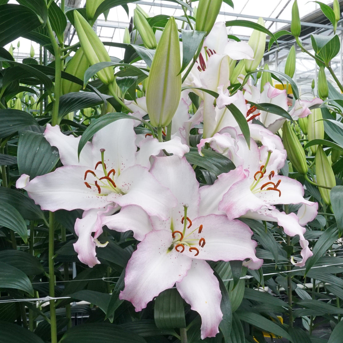 Lilium Brasilia - Lilies - Fluwel