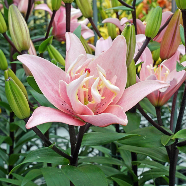 elodie asiatic lily Buy Lilium 'Elodie' bulbs