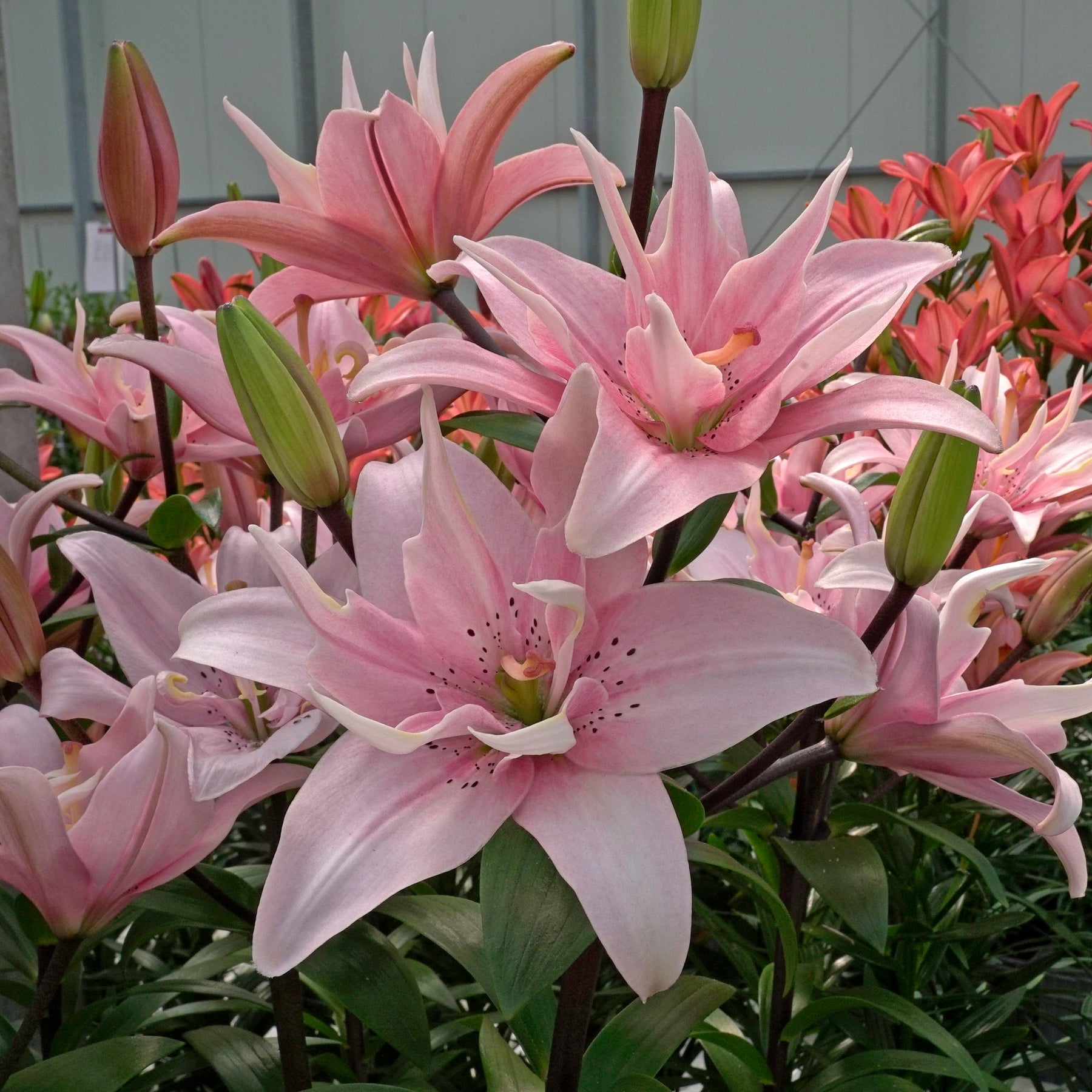 Lilium Elodie - Lilies - Fluwel