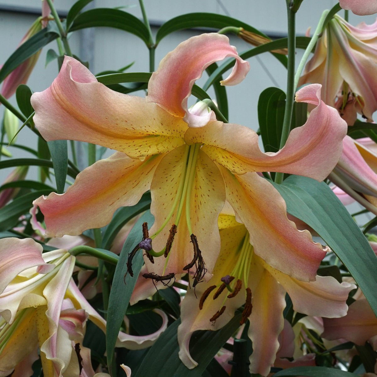 Lilium Elusive - oranje lelie - Fluwel