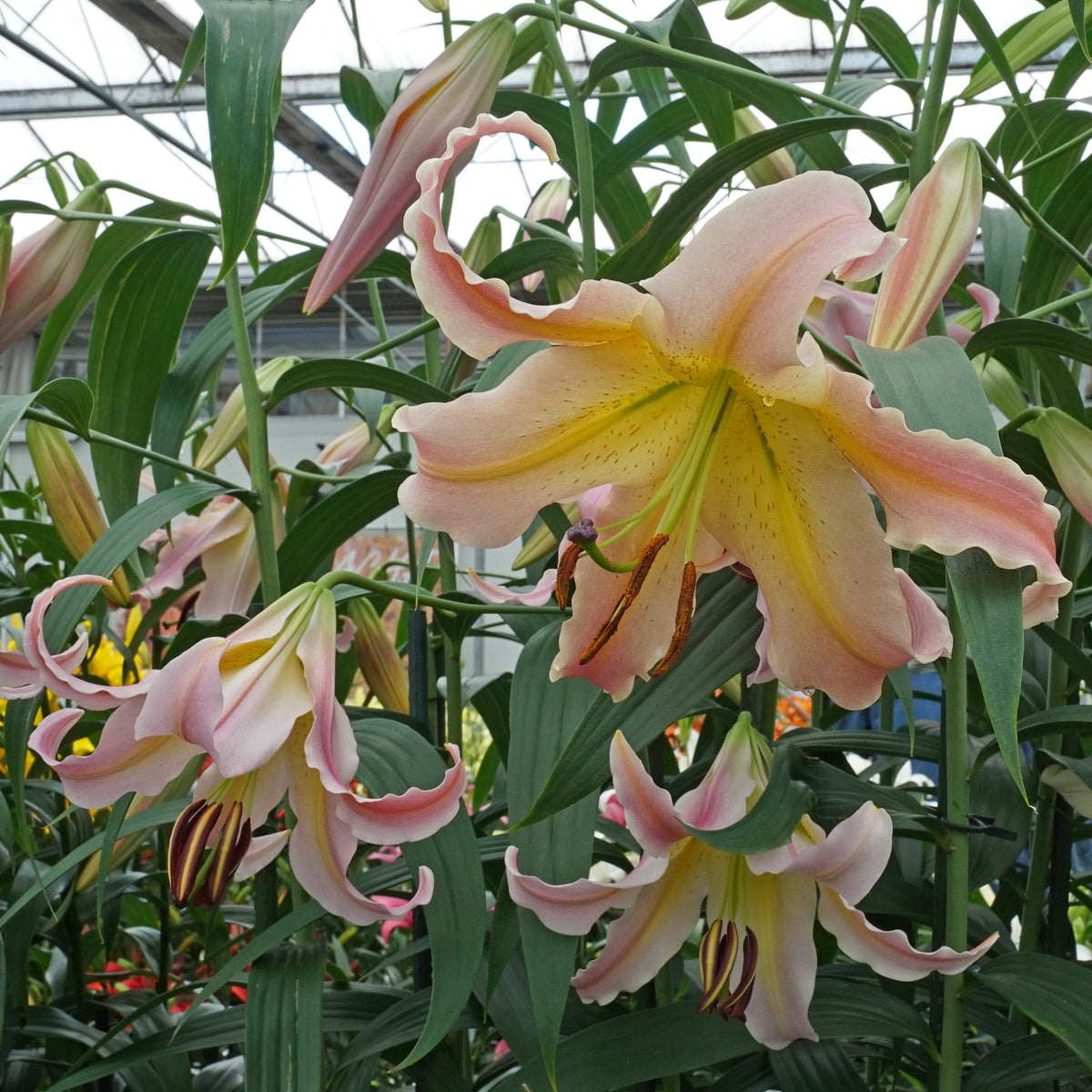 Lilium Elusive - oranje lelie - Fluwel