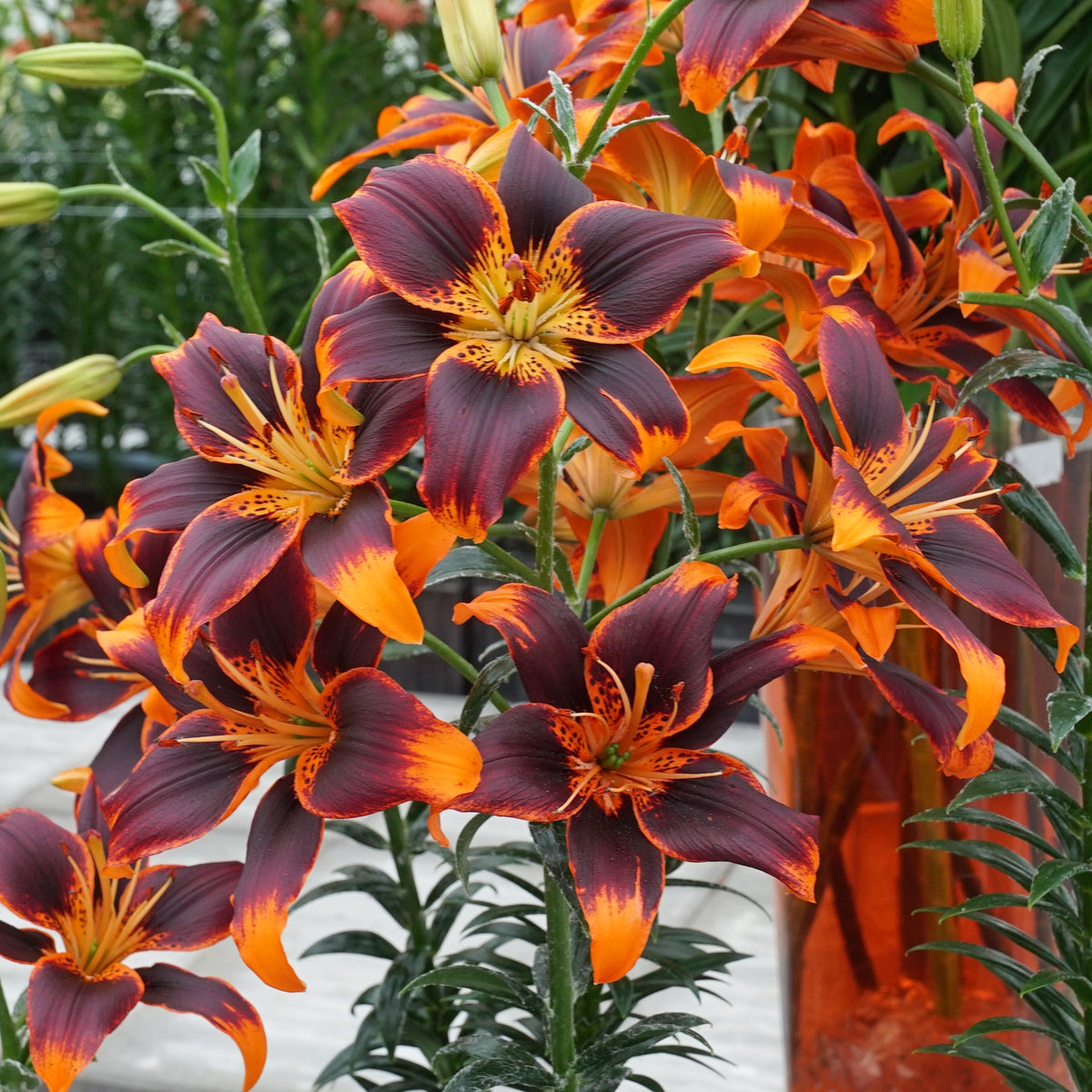 Lilium Forever Susan - meerkleurige lelie - Fluwel